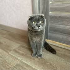 Котик